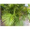 Image 5 : Potted Palm Plant Approx. 113"H