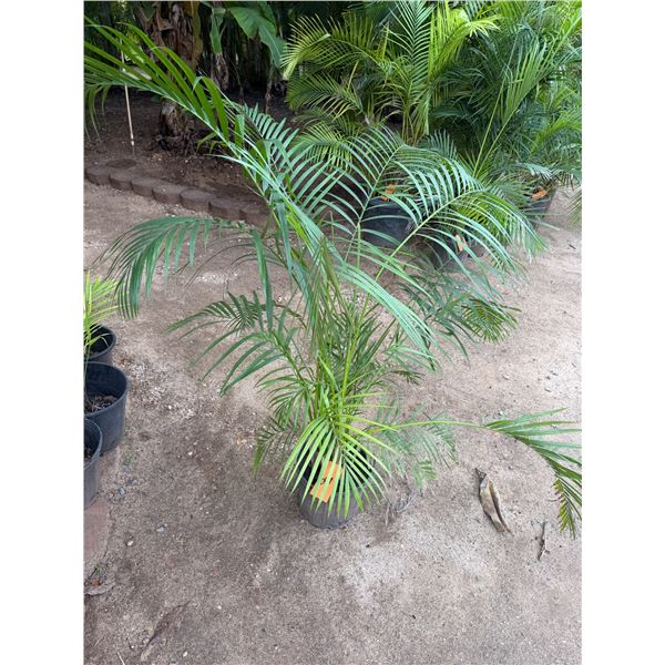 Potted Palm Plant Approx. 55"H