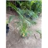 Image 1 : Potted Palm Plant Approx. 55"H