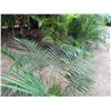 Image 2 : Potted Palm Plant Approx. 55"H