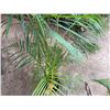 Image 3 : Potted Palm Plant Approx. 55"H