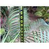 Image 4 : Potted Palm Plant Approx. 55"H