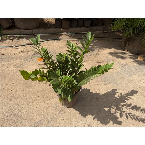 Potted Plant Approx. 30"H