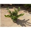 Image 1 : Potted Plant Approx. 30"H