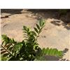 Image 2 : Potted Plant Approx. 30"H