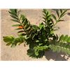 Image 3 : Potted Plant Approx. 30"H