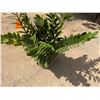 Image 4 : Potted Plant Approx. 30"H