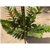 Image 5 : Potted Plant Approx. 30"H