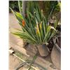 Image 1 : Potted Plant Approx. 56"H