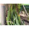 Image 2 : Potted Plant Approx. 56"H