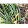 Image 3 : Potted Plant Approx. 56"H