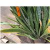 Image 4 : Potted Plant Approx. 56"H