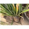 Image 5 : Potted Plant Approx. 56"H