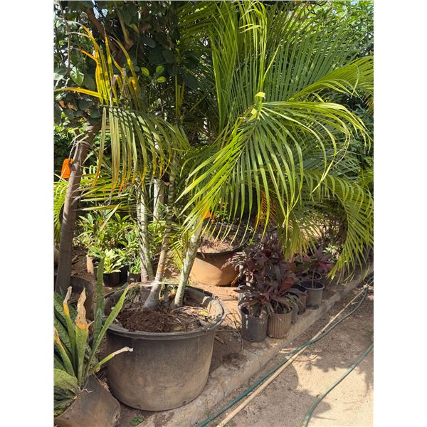 Potted Palm Plant Approx. 72"H