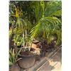 Image 1 : Potted Palm Plant Approx. 72"H