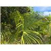 Image 2 : Potted Palm Plant Approx. 72"H