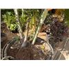 Image 3 : Potted Palm Plant Approx. 72"H