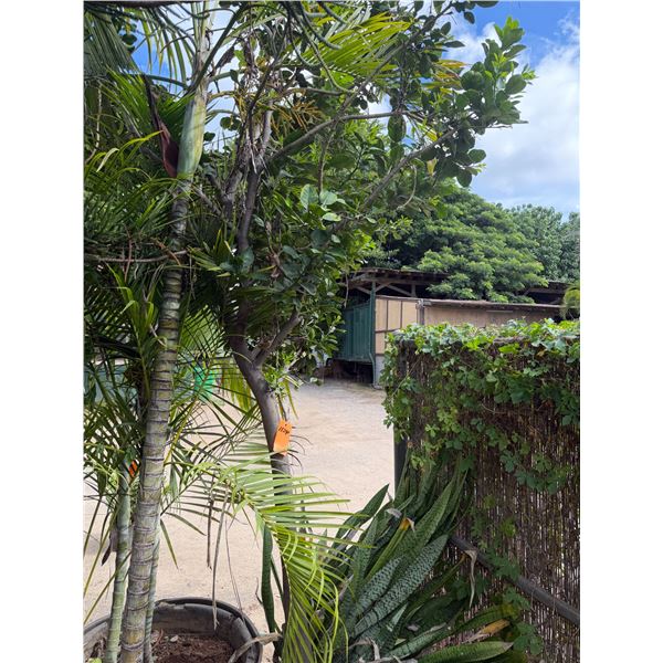 Potted Palm Plant Approx. 79"H