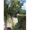 Image 1 : Potted Palm Plant Approx. 79"H