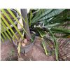 Image 2 : Potted Palm Plant Approx. 79"H