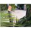 Image 3 : Potted Palm Plant Approx. 79"H