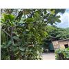 Image 4 : Potted Palm Plant Approx. 79"H