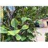 Image 5 : Potted Palm Plant Approx. 79"H
