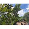 Image 6 : Potted Palm Plant Approx. 79"H