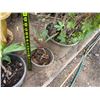Image 10 : Qty 12 Potted Ti Plants, Misc Sizes