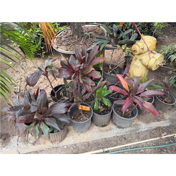 Qty 12 Potted Ti Plants, Misc Sizes