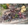 Image 1 : Qty 12 Potted Ti Plants, Misc Sizes