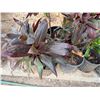Image 2 : Qty 12 Potted Ti Plants, Misc Sizes