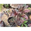 Image 3 : Qty 12 Potted Ti Plants, Misc Sizes