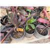 Image 4 : Qty 12 Potted Ti Plants, Misc Sizes
