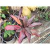 Image 5 : Qty 12 Potted Ti Plants, Misc Sizes