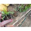 Image 6 : Qty 12 Potted Ti Plants, Misc Sizes