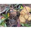 Image 7 : Qty 12 Potted Ti Plants, Misc Sizes