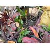 Image 8 : Qty 12 Potted Ti Plants, Misc Sizes
