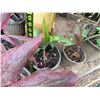 Image 9 : Qty 12 Potted Ti Plants, Misc Sizes