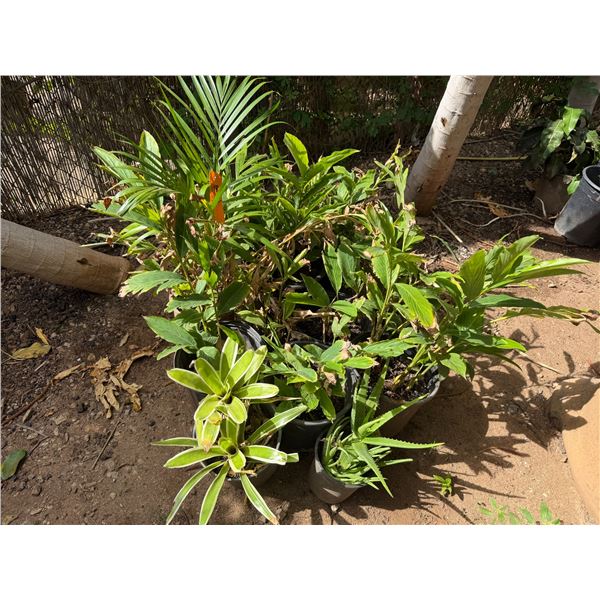 Multiple Potted Tropical Plants, Misc Sizes