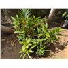 Image 1 : Multiple Potted Tropical Plants, Misc Sizes