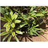 Image 2 : Multiple Potted Tropical Plants, Misc Sizes