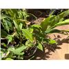 Image 3 : Multiple Potted Tropical Plants, Misc Sizes