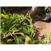 Image 4 : Multiple Potted Tropical Plants, Misc Sizes