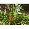 Image 5 : Multiple Potted Tropical Plants, Misc Sizes