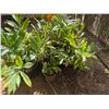 Image 6 : Multiple Potted Tropical Plants, Misc Sizes
