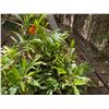 Image 7 : Multiple Potted Tropical Plants, Misc Sizes