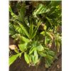 Image 8 : Multiple Potted Tropical Plants, Misc Sizes