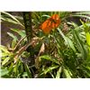 Image 9 : Multiple Potted Tropical Plants, Misc Sizes