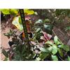 Image 10 : Multiple Potted Tropical Plants, Misc Sizes